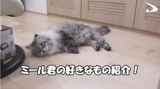 2/22貓之日 日本秋田縣知事公布普丁送的貓最新影片