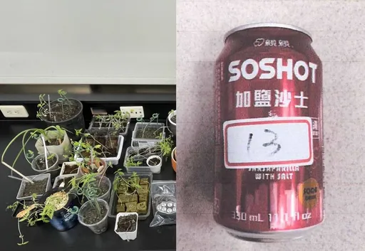 「加鹽沙士」種大麻助生長 桃園男異想天開!製毒工廠遭瓦解