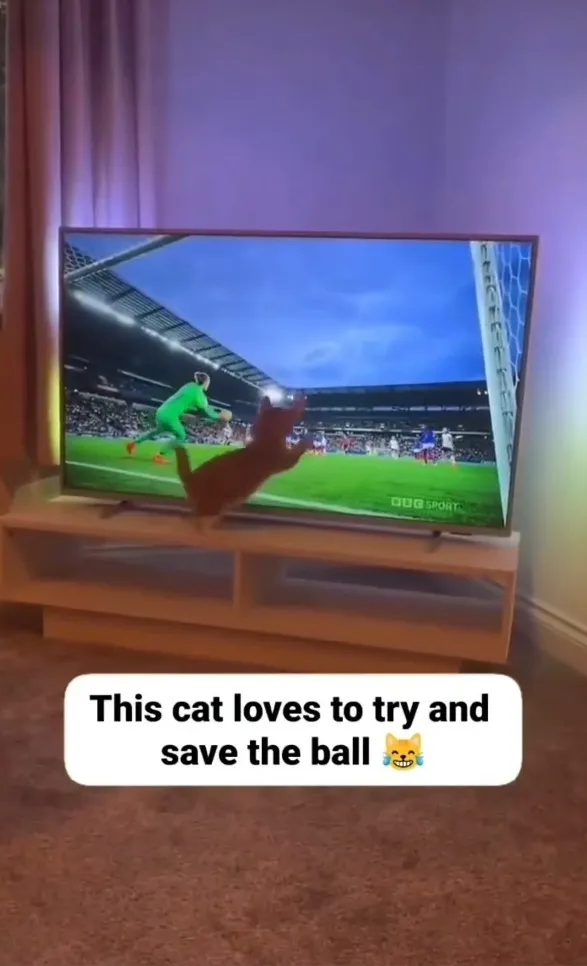 喵星人和電視機裡的球員一起打球。IG @the.worldofdogsandcats 提供