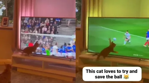 畫面太逼真!喵星人當起守門員 小手徒勞猛揮超卡哇伊