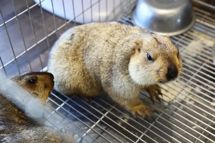 王宥忻在家中養了超萌的「土撥鼠」。彭欣偉攝