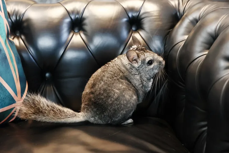 龍貓「傑米」目前還是單身「王老五」。彭欣偉攝