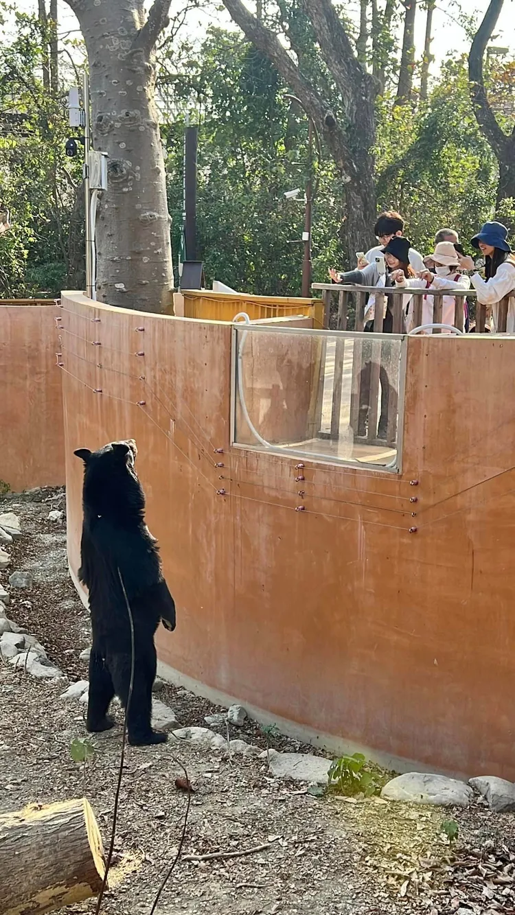 許多人看了黑熊「波比」站直的樣子，紛紛都在問「到底是不是工讀生扮的？」壽山動物園提供