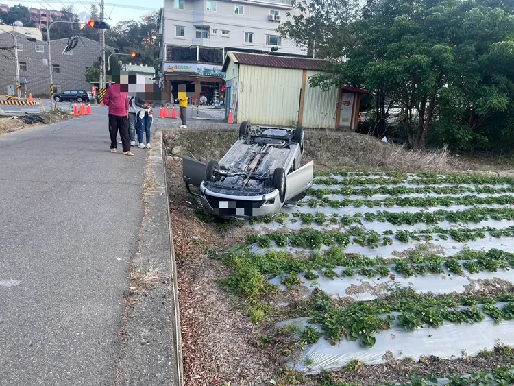 自小客車轉彎不慎翻落草莓田。民眾提供