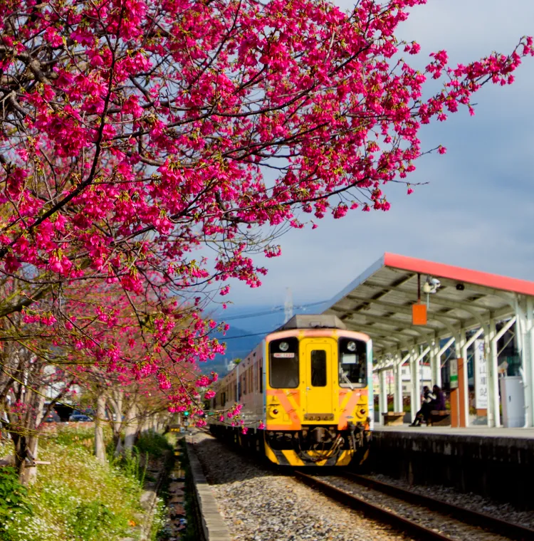 內灣支線鐵道賞櫻。新竹縣府提供