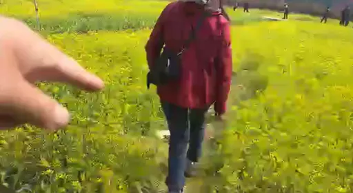 武陵農場生氣了！大媽「硬踩花田拍照」勸不聽　這下全國都看見她了