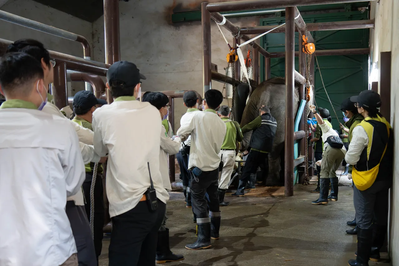 大動物醫療大不易, 每次醫療要調集約15-25位保育員們及獸醫師前來協助。台北市立動物園提供