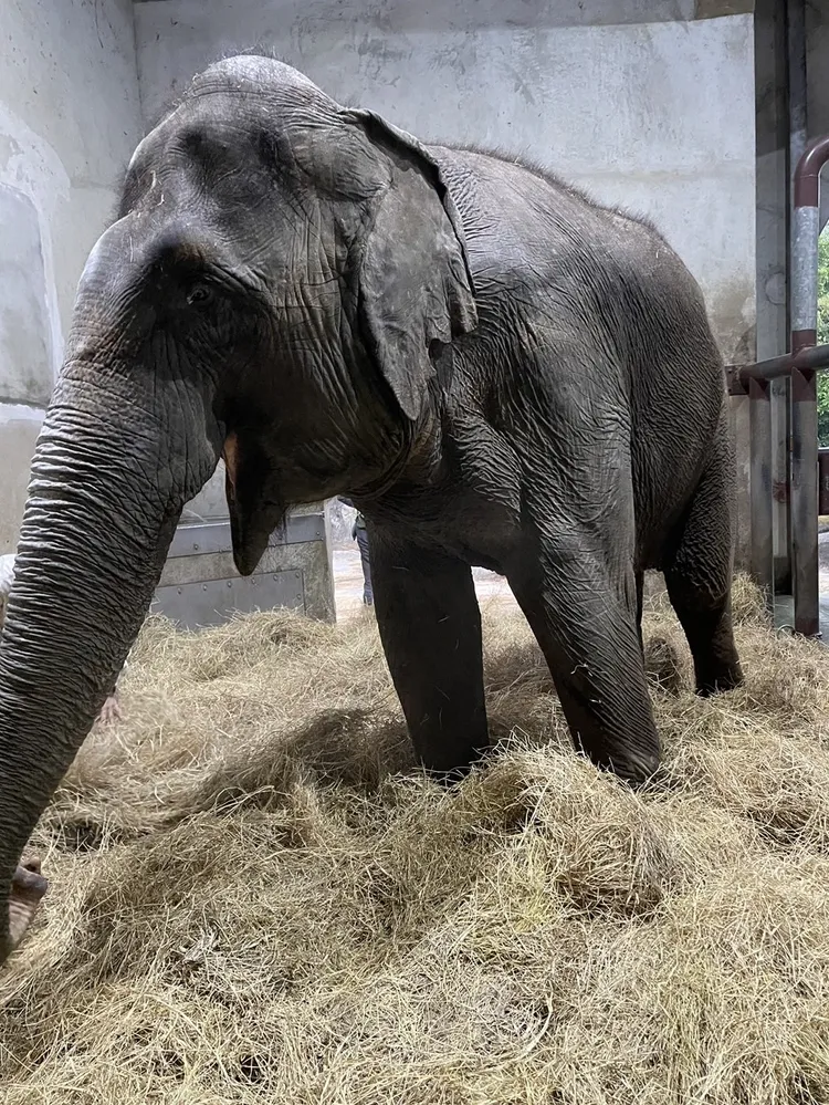 保育員為亞洲象友信準備牧草讓牠可以躺臥放鬆。台北市立動物園提供
