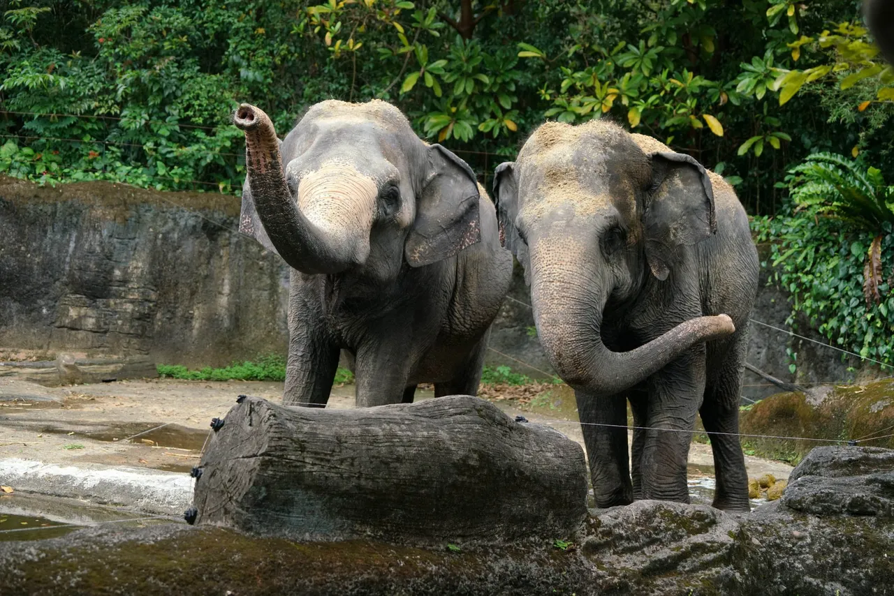 亞洲象友愷(左)、亞洲象友信(右)象齡近43歲。台北市立動物園提供