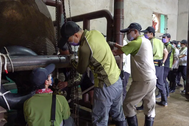 大動物醫療大不易， 每次醫療要調集約15-25位保育員們及獸醫師前來協助。台北市立動物園提供