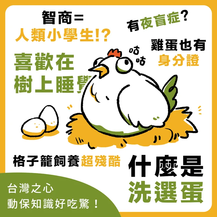 雞的智商大概是人類7-9歲，有社交地位的概念。翻攝自台灣之心愛護動物協會臉書