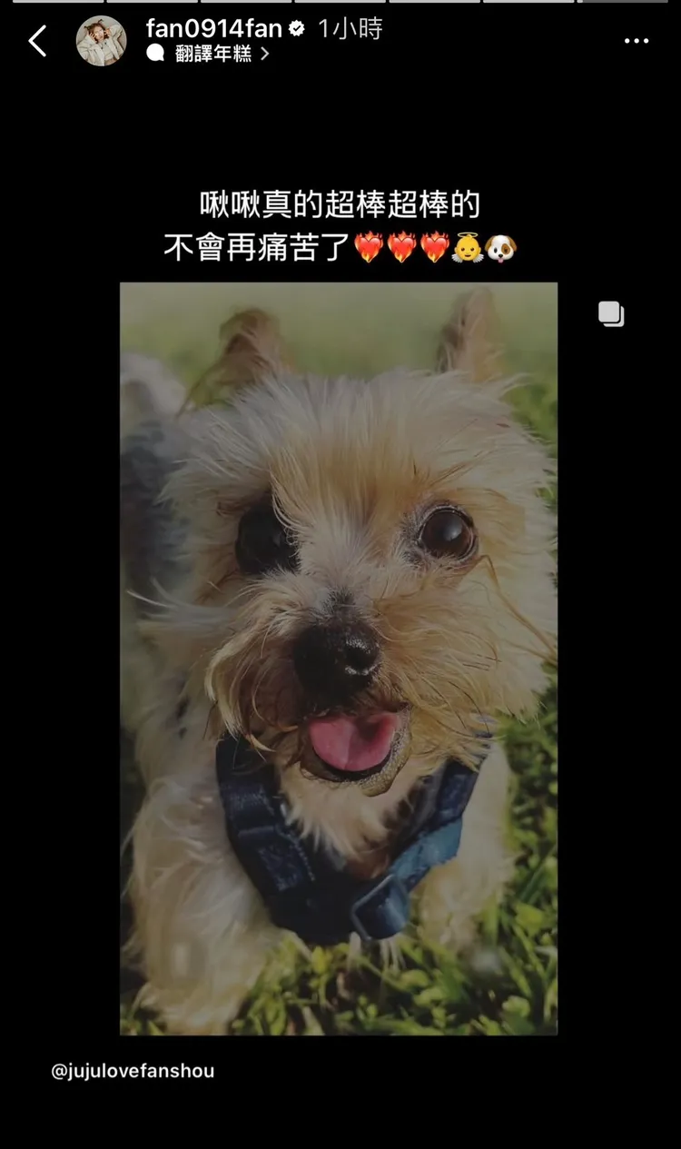 焦凡凡分享狗兒子的照片。翻攝焦凡凡IG