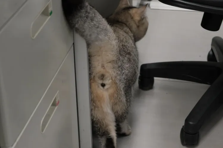 半夜陽台有貓送往派出所。翻攝臉書「我是板橋人」