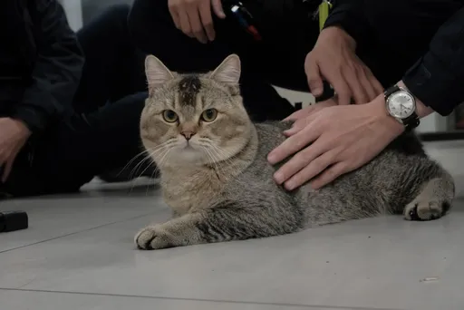 半夜陽台有貓!報警處理被緊抱 特徵3個字讓網友笑翻:絕對是阿嬤養大的