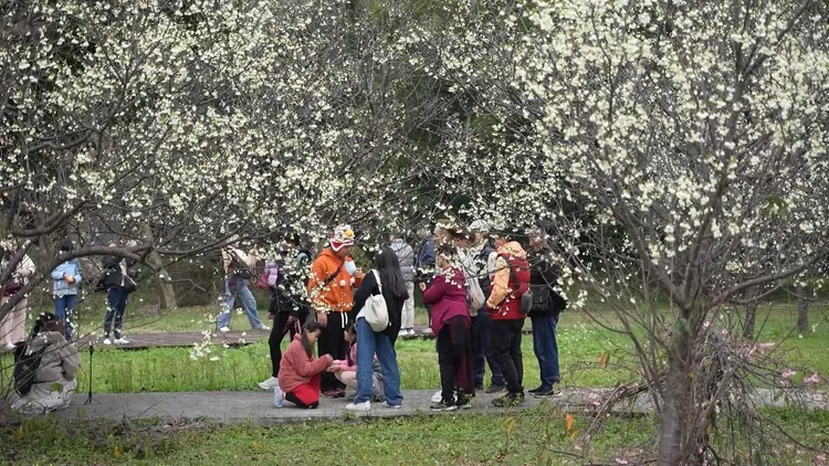 埔心牧場福爾摩沙櫻盛開，宛如下雪。埔心牧場提供