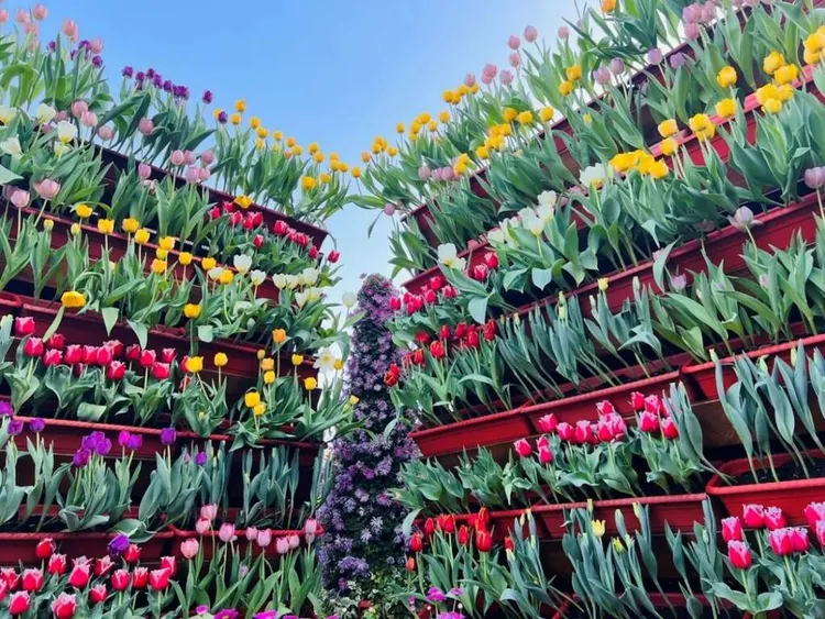 士林官邸鬱金香展首次嘗試以立體方式呈現花牆。臺北市政府工務局提供