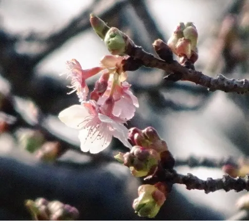 日本暖到像4月!滑雪场积雪不足提前结束营业 暖气打折出清