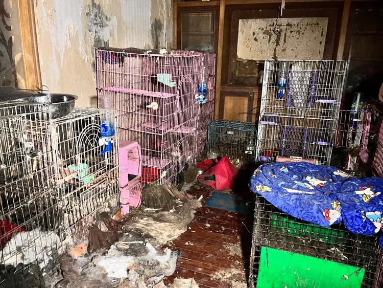 屋內慘況。動保處提供