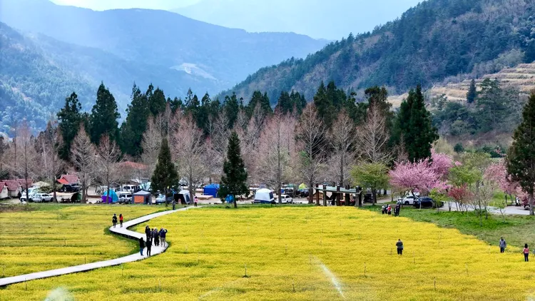 武陵農場花田被踏出一條路。翻攝自武陵農場臉書