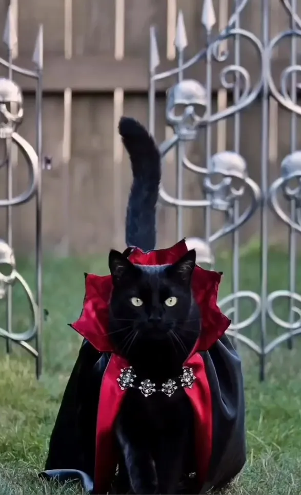 黑貓拍照架式十足。IG @the.worldofdogsandcats 提供
