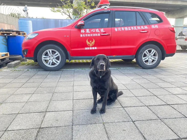 Usa是8歲拉布拉多犬。翻攝畫面