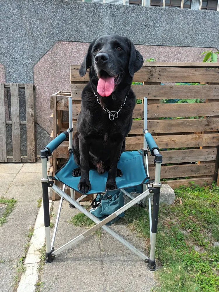 搜救犬Usa。翻攝畫面