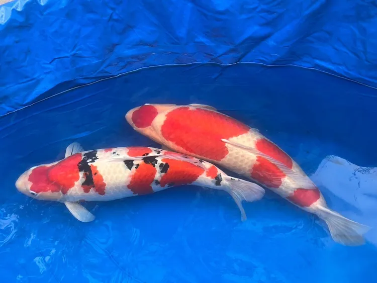 現場展出的錦鯉。農業局提供