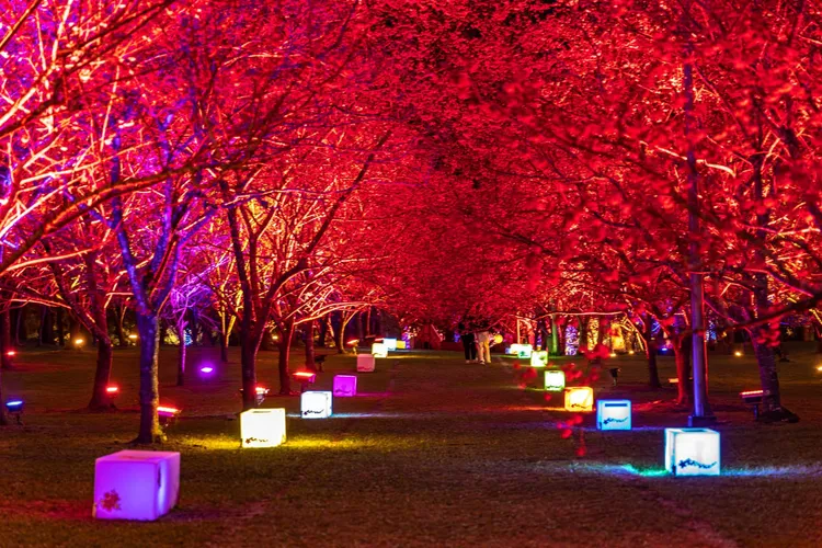 櫻花林彩色隧道。翻攝臉書@九族文化村 Formosan Aboriginal Culture Village