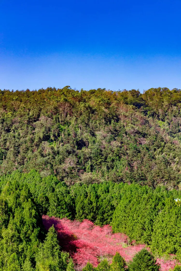 翻攝臉書@九族文化村 Formosan Aboriginal Culture Village