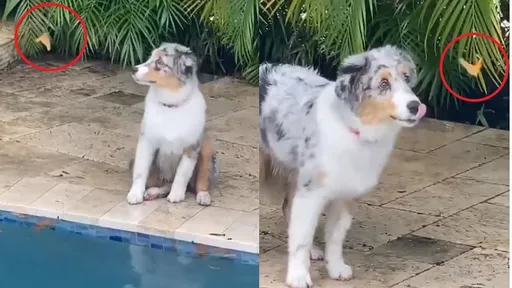 真正「招蜂引蝶」！小奶犬太可愛　蝴蝶纏著牠翩翩起舞