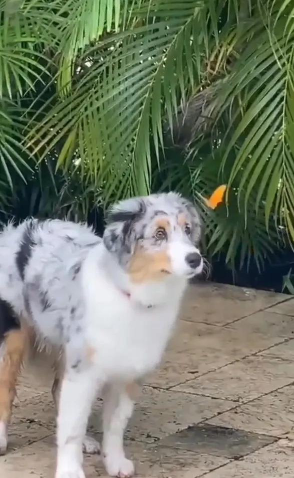 捕捉狗和蝴蝶對看畫面。IG @cats_dog_earth 提供