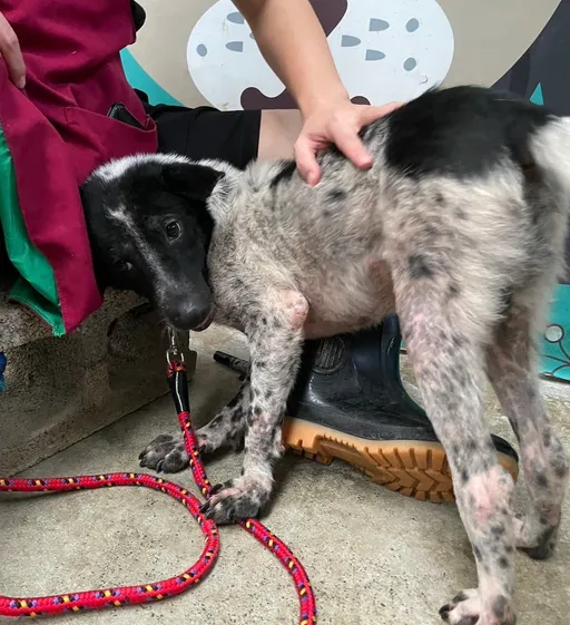 無毛乳牛犬車禍骨折跛腳趴路邊 新北動保處治癒幫賣萌找到新家