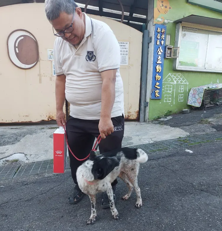 乳牛小狗開心地與認養人準備回家中。動保處提供