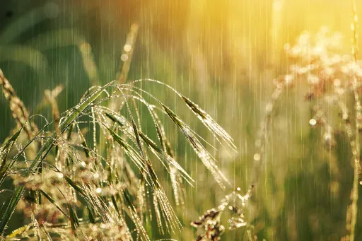 雨水聚财|鼠吸贵人、猴事业旺 这生肖获土地公加持