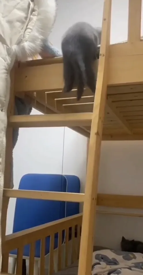 小貓咪爬梯子，成功到上鋪玩耍。IG @the.worldofdogsandcats 提供
