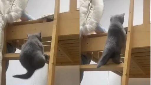楼梯太高！短腿猫搆不到挺出「空中特技」 　奋力一蹬完美100分
