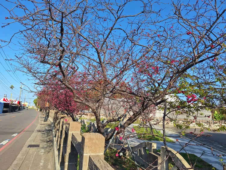 今年泰安櫻花季活動將於2月25日（周日）上午開幕。警方提供