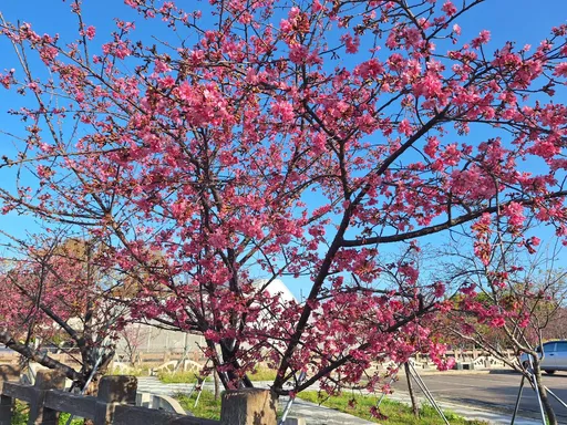 全台最美派出所在台中!「泰安櫻花季」2/25開跑 交通疏導措施出爐