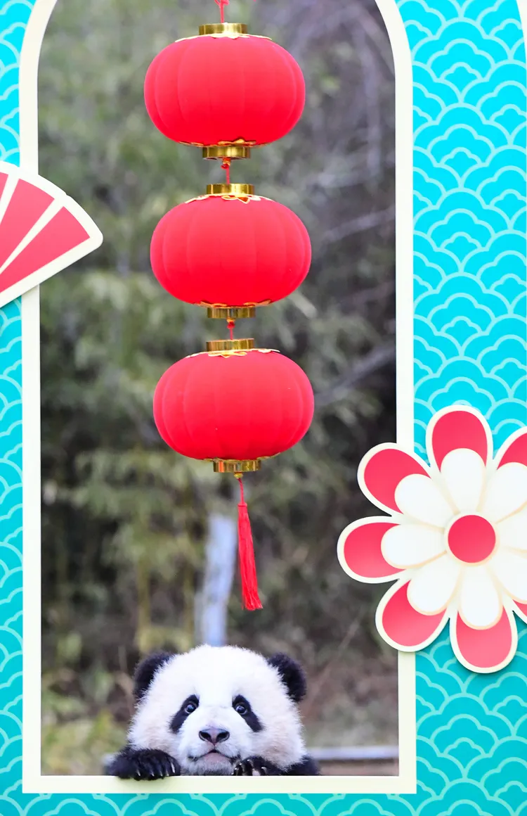 「中國大熊貓保護研究中心臥龍神樹坪基地」幼崽，終於拍出一張成功賀年照。新華社