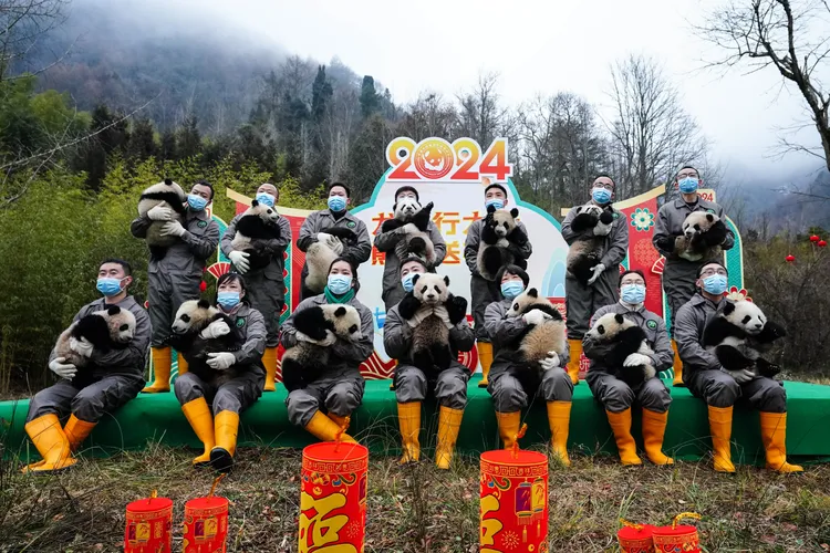 「中國大熊貓保護研究中心臥龍神樹坪基地」的幼崽賀年照。新華社