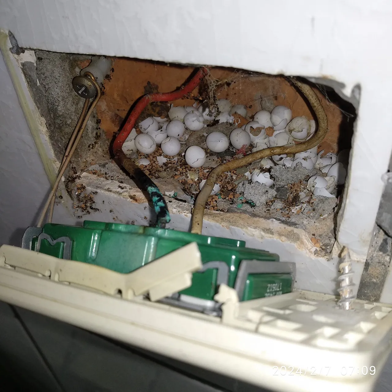 打開牆壁插座!驚見一窩蛋。翻攝臉書「水電DIY技術研習社」