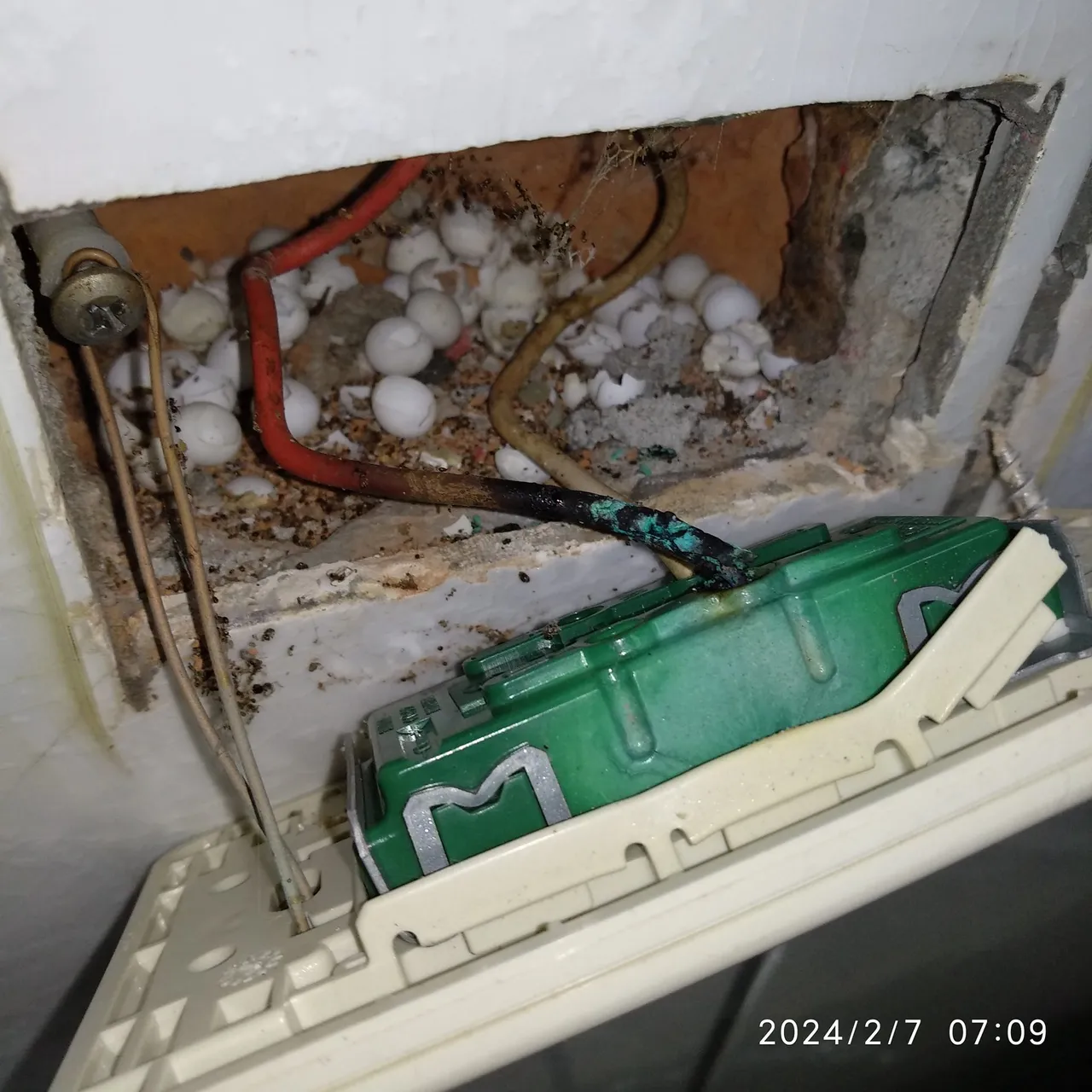 打開牆壁插座!驚見一窩蛋。翻攝臉書「水電DIY技術研習社」
