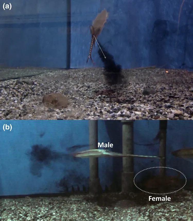 翻攝Wiley online library