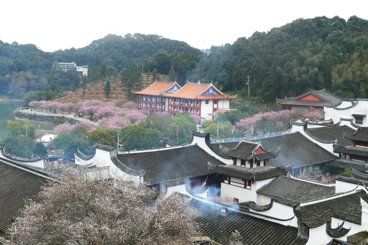 福建下修前年GDP後，去年經濟成長率從2.3%上升至4.5%；圖為福州千年古剎林陽寺周三（1/31）梅花盛放。新華社