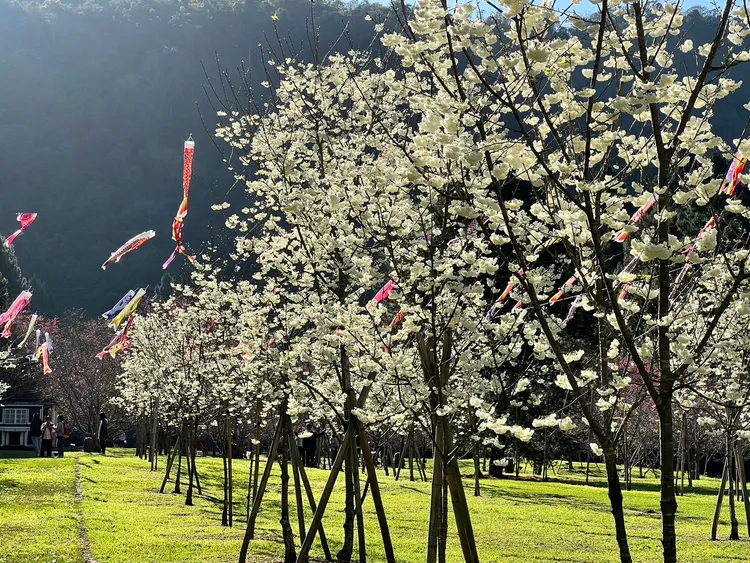 園區栽種超過5000棵以上各式品種的櫻花。九族文化村提供