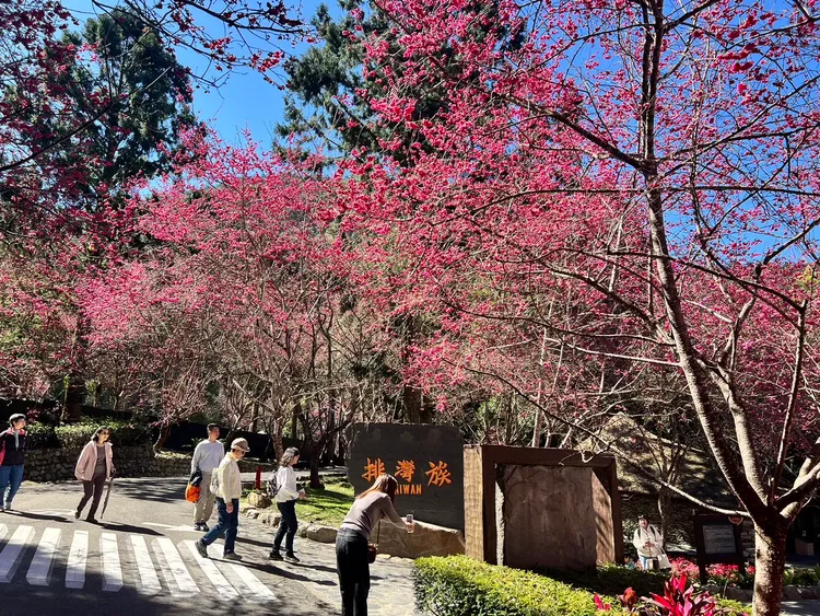 初一至初五預估有5、6萬人到九族賞花。九族文化村提供