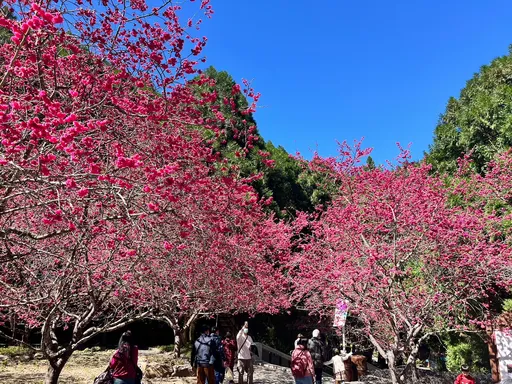 大年初三好天氣　九族櫻花祭賞花人潮破萬