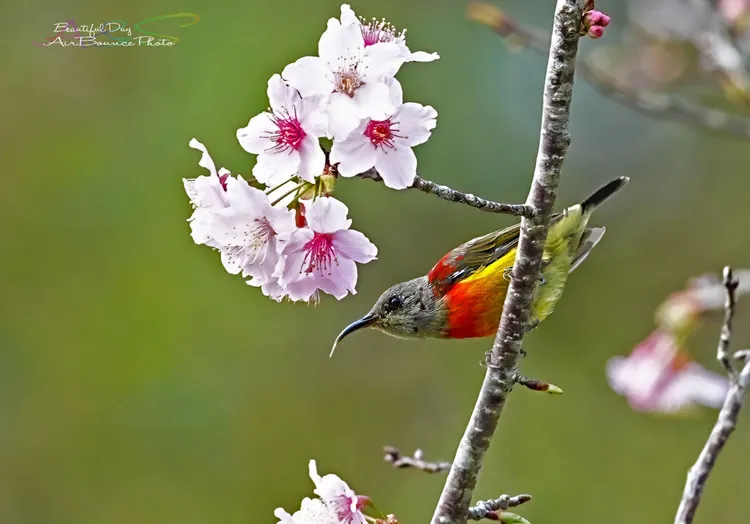 拍鳥俱樂部何花拔提供。
