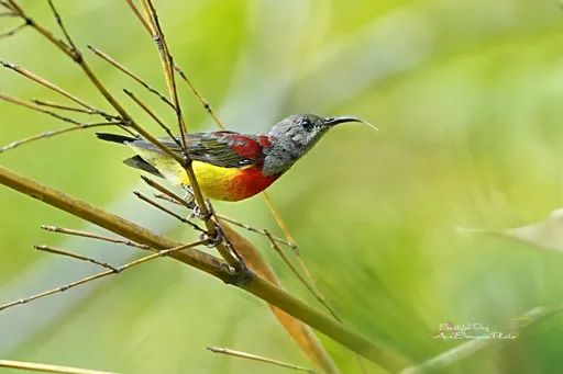 大迷鳥!藍喉太陽鳥酷似《Angry Birds》的牠 現蹤復興山區!鳥友蜂湧而至