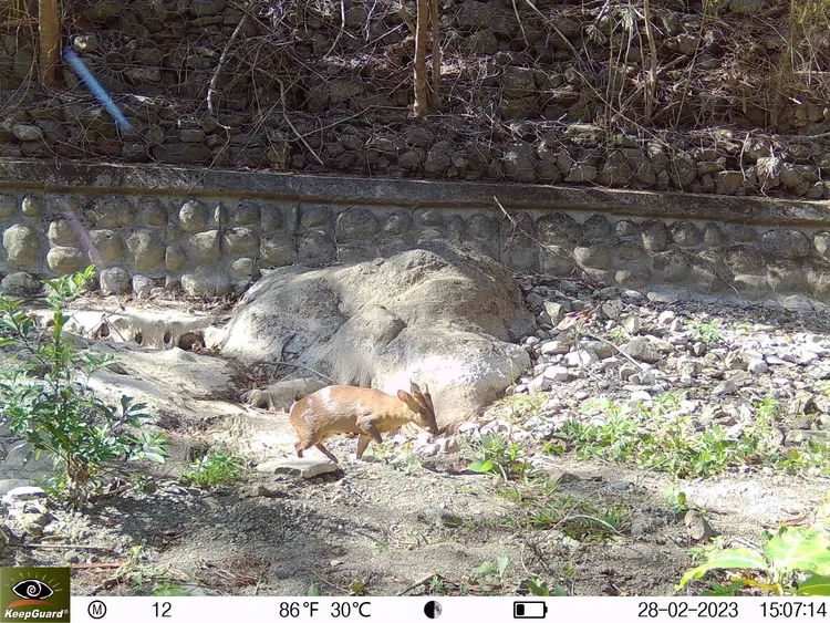 該調查位點也是山羌頻繁出沒的地方。林保署提供